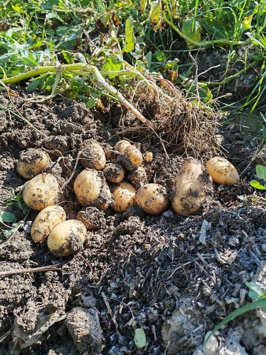 Kartoshka sotiladi
