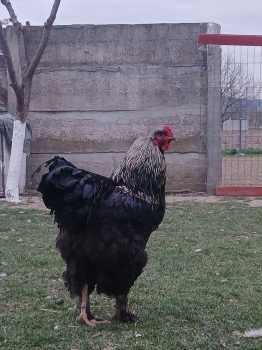 Vand oua de brahma pentru incubat...