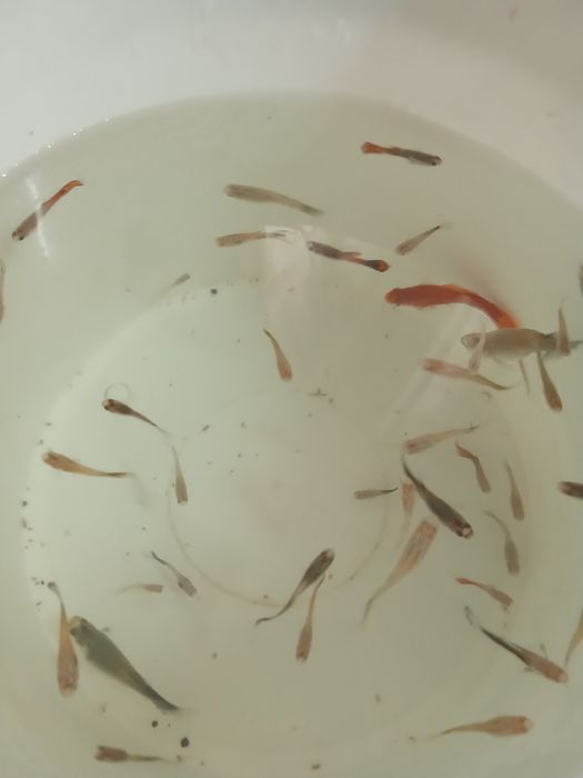 Продам рыбок гупи