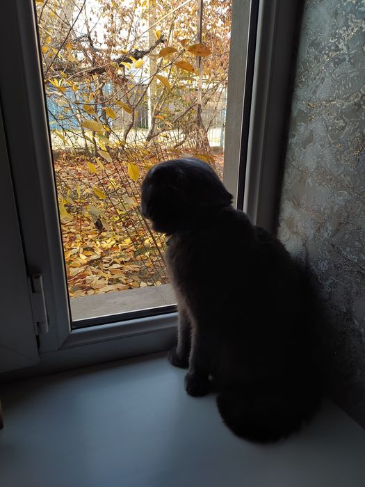 Опытный кот ,привитый с паспортом ждёт привитых невес т на вязку цена