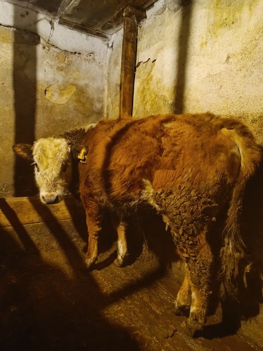 Продаю два бычка две телки