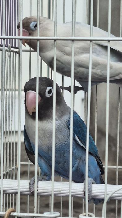 Попугаи неразлучники