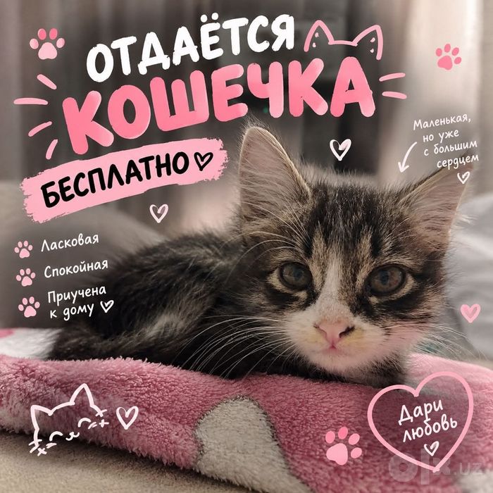 Кошечка ищет добрых хозяев