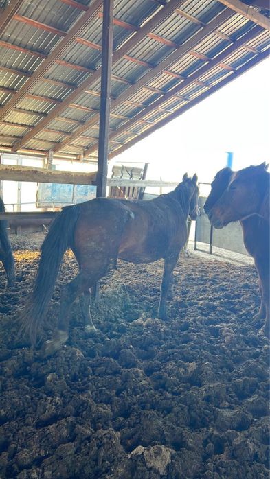 Семіз, байланған биелер сатылады!