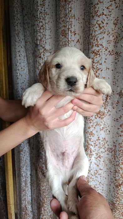 Тазы және спаниель