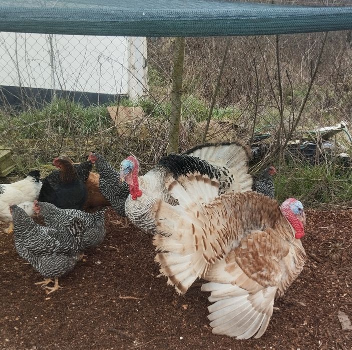 Домашни ярки, кокошки,пуяци