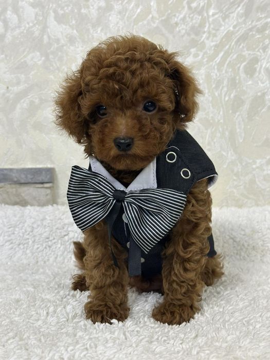 Poodle mini toy pedigree