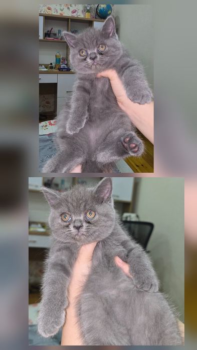 Страйт Мушукчалар сотилади