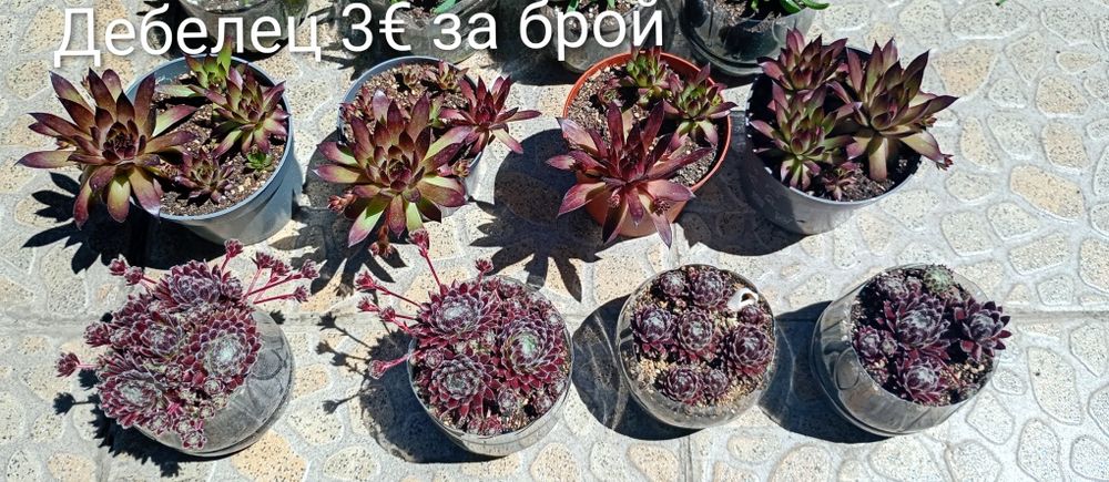 Бял Здравец / Дебелец  - Семпервивум / Кактус Мамилария/ Сансевиера/ Каланхое /Епипремнум/ Филодендрон Бразил/ Лудизия Дисколор