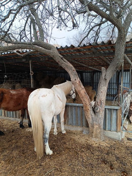 Айғыр, ат, лошадь