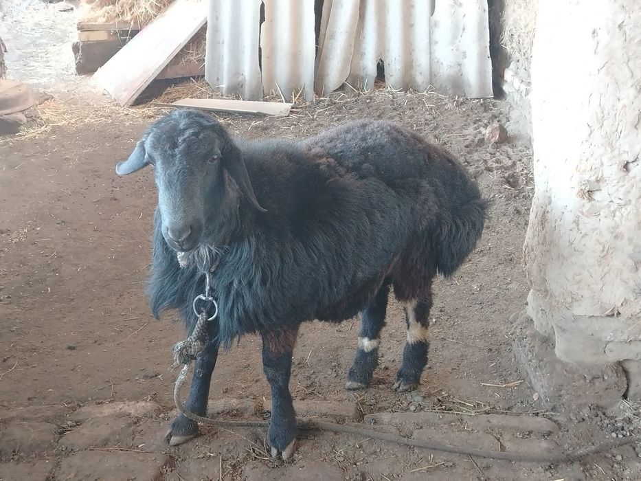 Qo'chqor qo'zi sotiladi