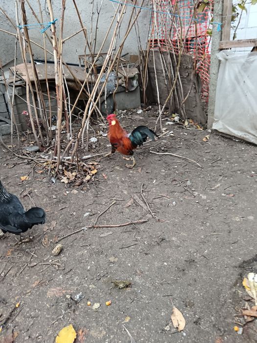 Vând cocoș pitic