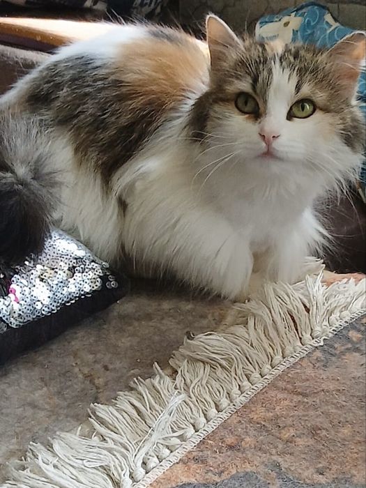 Самая милая кошка