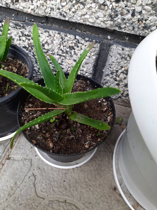 Алое Вера на 5  години