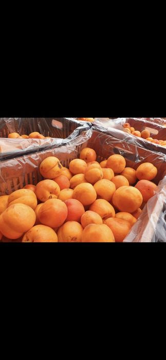 Vând caise ideale pentru pălincă românești copți și dulci 100%