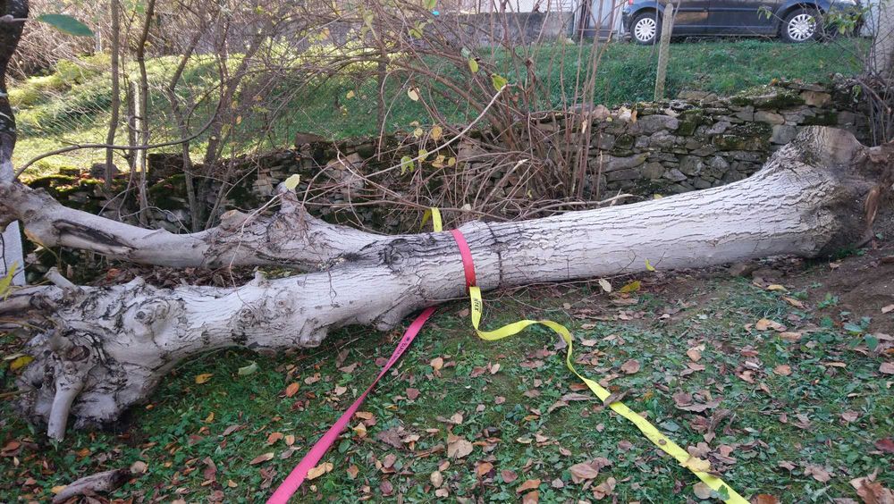 Продавам орех дървен материал