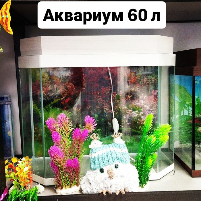 Аквариум в Афалине (НавоиТорайгырова