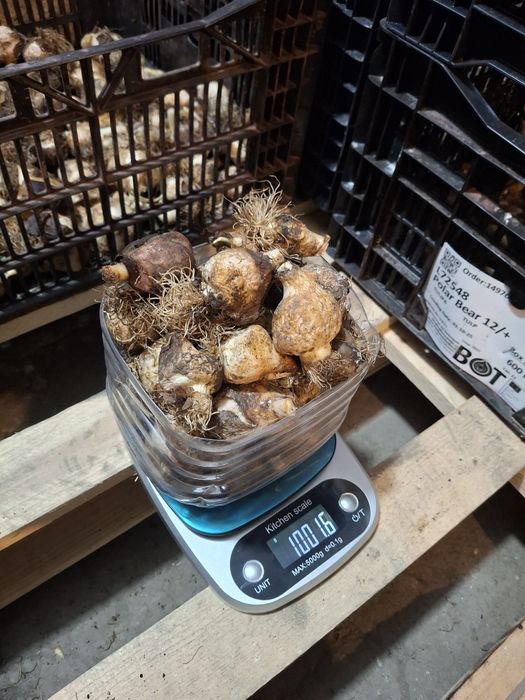 Луковицы тюльпанов. Голландские сорта.