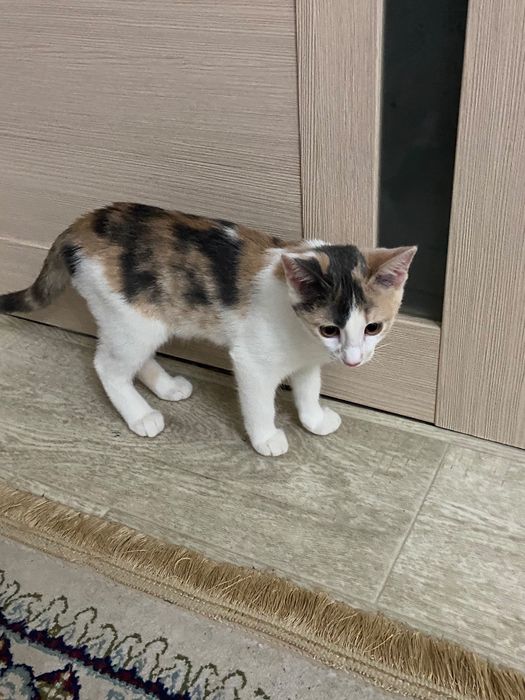 Отдам котят в добрые руки