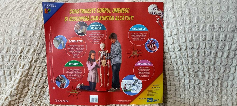 distreazate si descopera corpul omenesc construind un schelet