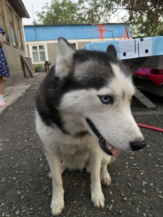 Продам собаку хаски