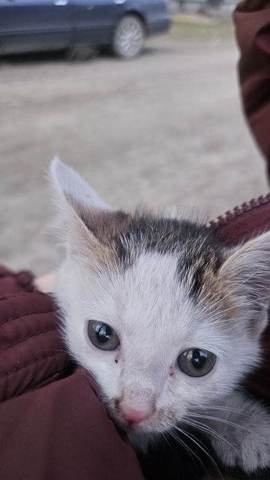 Отдам в добрые руки