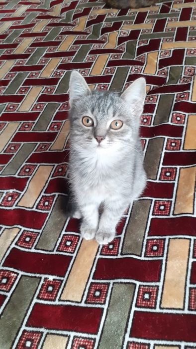 Отдам в добрые руки