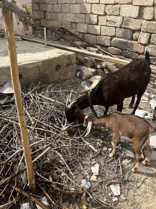 Нуби ешкілері сатылады