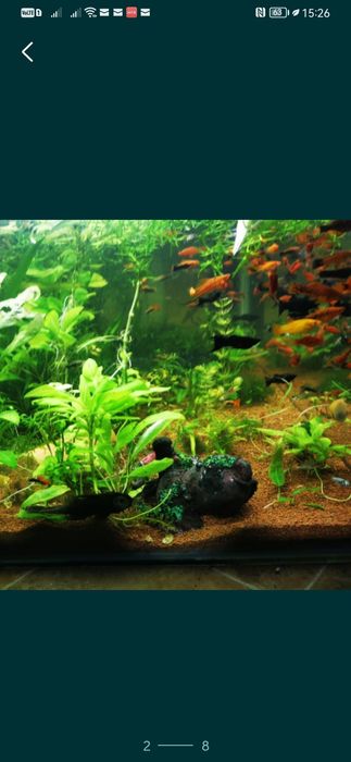 Plante easy.        .