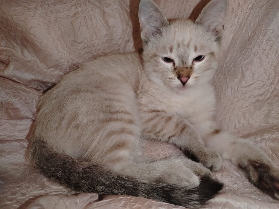 Отдам даром котят срочно.