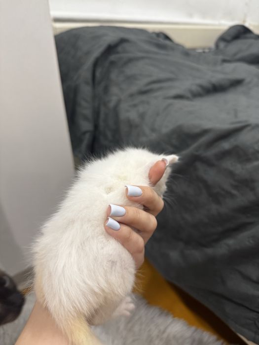 Котята ищут семью