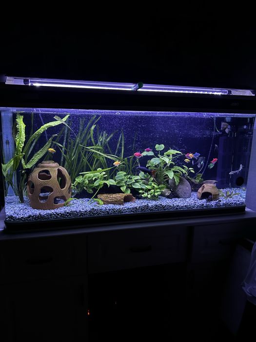 Обменяю мирных рыбок на цихлид с моей доплатой