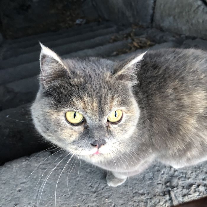 Животные. Кошки.