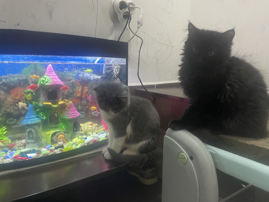 Persidiskiy mushuk  bolalari