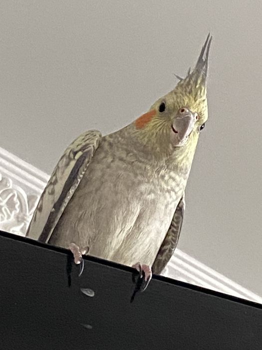 Попугай корела девочка с клеткой