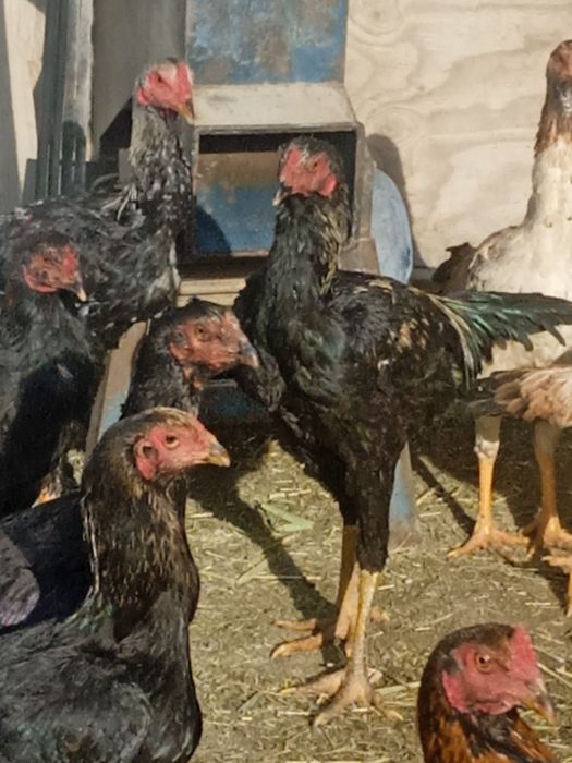 Птицы породы дакан