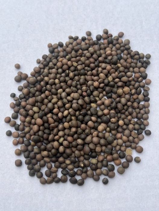 Vand samanta de Borceag (mazariche) si mazare de furajera