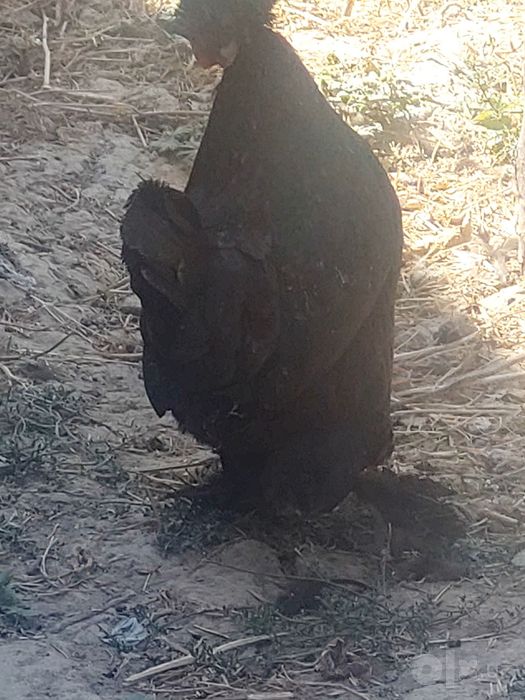 Yapon tovuqlar Va xoroz
