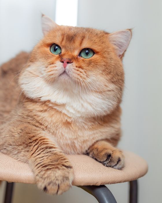 Золотые британские котята.