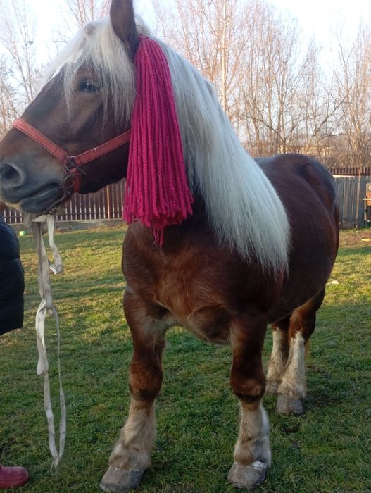 Vând mânz de 3 ani