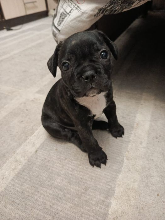 Щенки французского бульдога