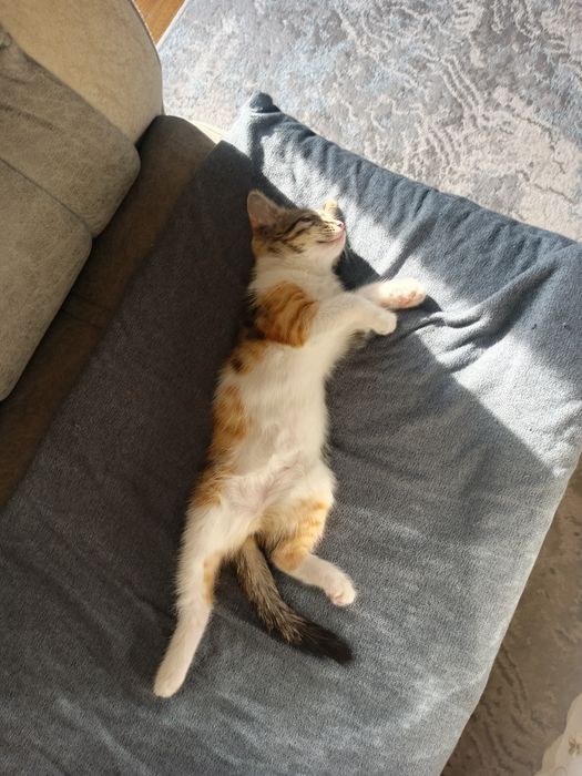 Котёнок 2.5 месяца