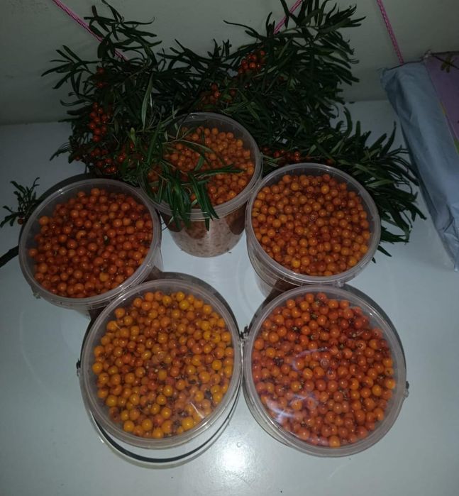 Облепиха 1400 за литр