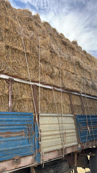 Сабан ,жусан шөп сатылады