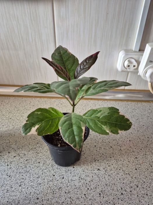 Цветы комнатные