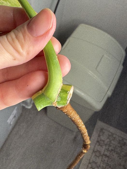 Монстера yellow