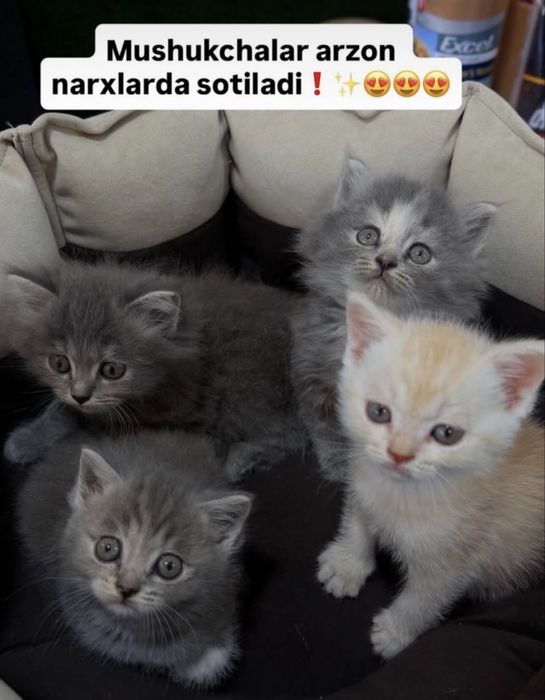 Чистокровные котята скоттиш страйт