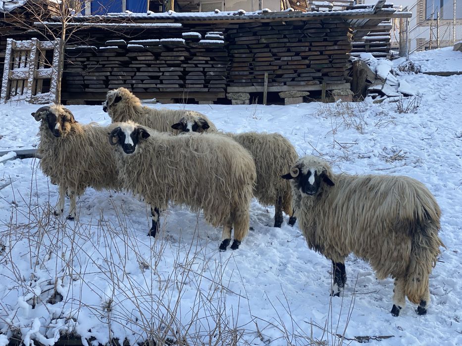 Turcana breaza de hateg