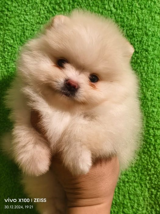 Очаровательные щенки шпица.