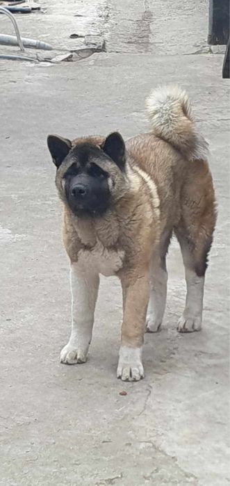 Akita American Pedigree